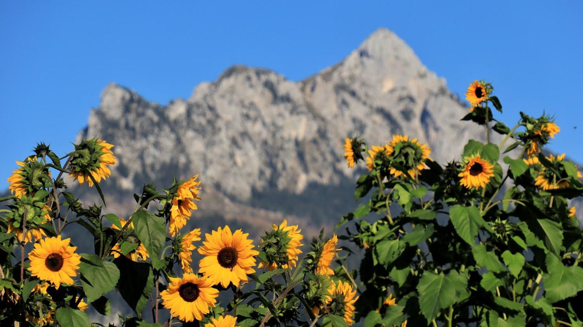 Gaestehaus Koepf Füssen Dış mekan fotoğraf